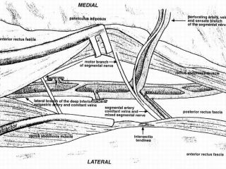 Arteria, vena e nervo perforanti provenienti da arteria, vena e nervo epigastrici inferiori profondi